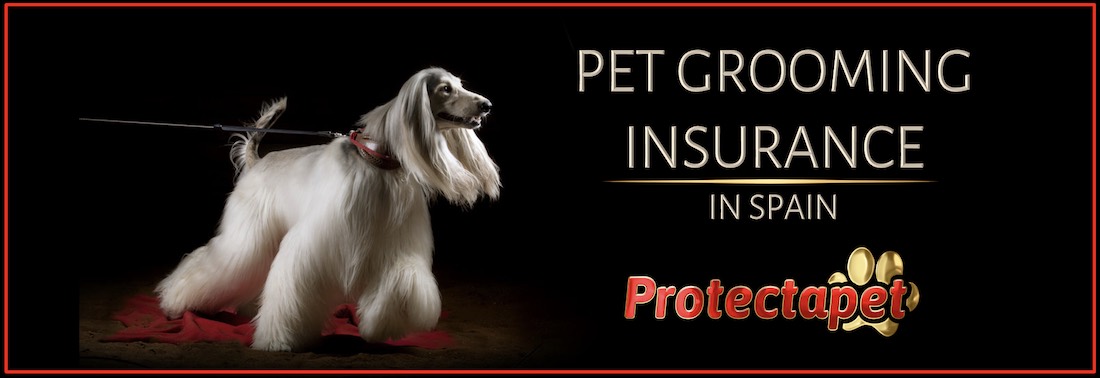 Beautiful White groomed show dog advertising Protectapets Dog Grooming Insurance in Spain
